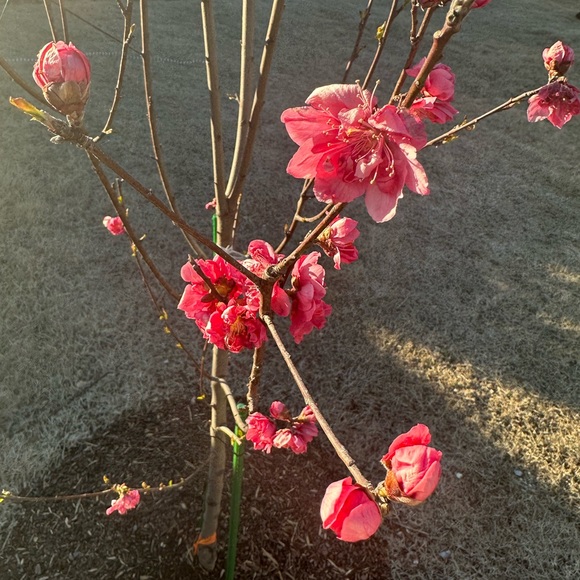 Meet your Posher - Picture 3 of 3